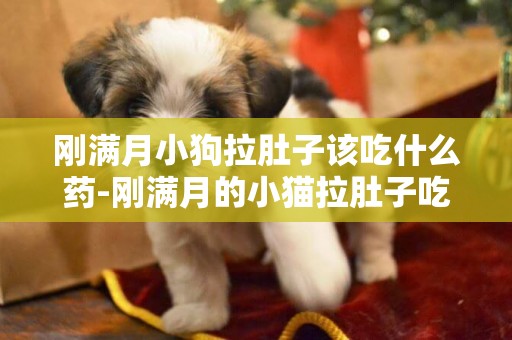 剛滿月小狗拉肚子該吃什么藥-剛滿月的小貓拉肚子吃什么藥