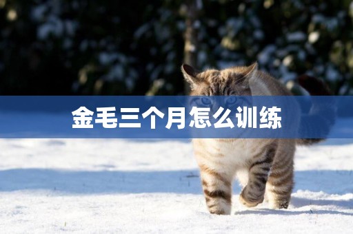 金毛三個月怎么訓練