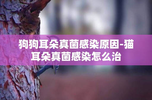 狗狗耳朵真菌感染原因-貓耳朵真菌感染怎么治