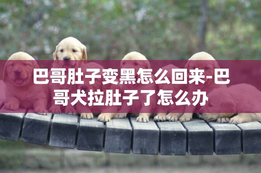 巴哥肚子變黑怎么回來-巴哥犬拉肚子了怎么辦