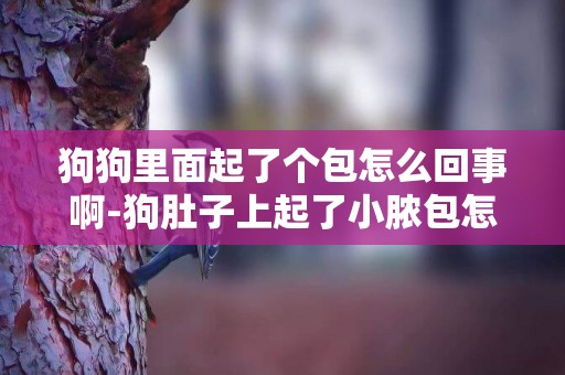 狗狗里面起了個包怎么回事啊-狗肚子上起了小膿包怎么回事