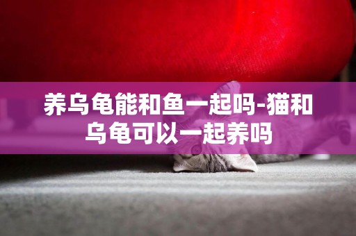 養烏龜能和魚一起嗎-貓和烏龜可以一起養嗎