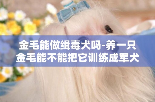 金毛能做緝毒犬嗎-養一只金毛能不能把它訓練成軍犬啊
