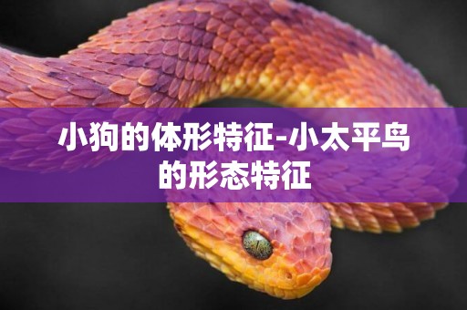 小狗的體形特征-小太平鳥的形態特征