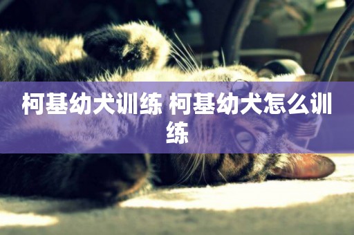 柯基幼犬訓練 柯基幼犬怎么訓練