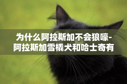 為什么阿拉斯加不會狼嚎-阿拉斯加雪橇犬和哈士奇有什么區別