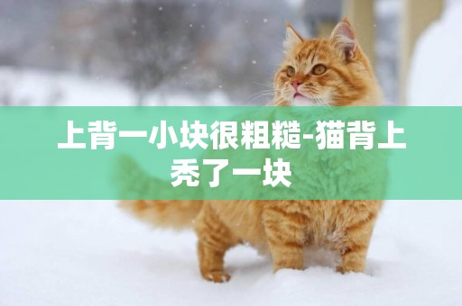 上背一小塊很粗糙-貓背上禿了一塊