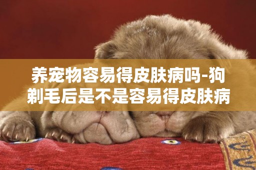 養寵物容易得皮膚病嗎-狗剃毛后是不是容易得皮膚病
