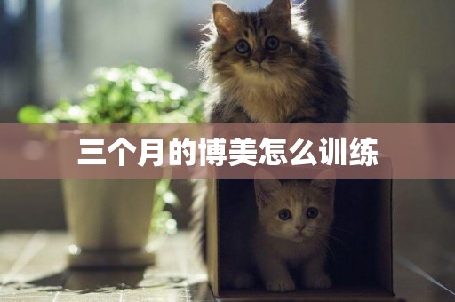 三個月的博美怎么訓練
