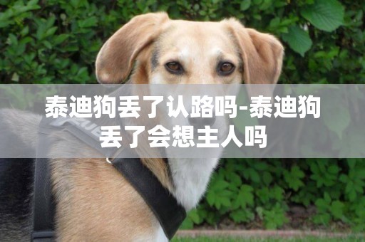 泰迪狗丟了認路嗎-泰迪狗丟了會想主人嗎