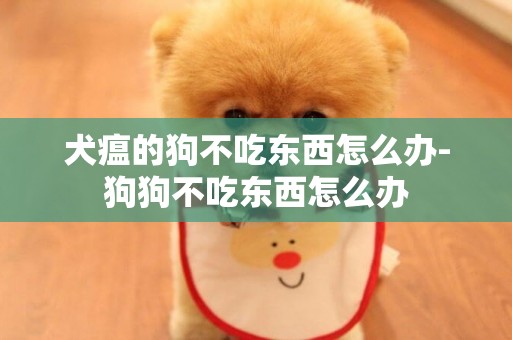 犬瘟的狗不吃東西怎么辦-狗狗不吃東西怎么辦