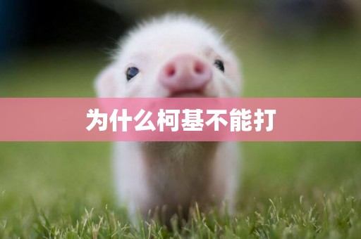 為什么柯基不能打