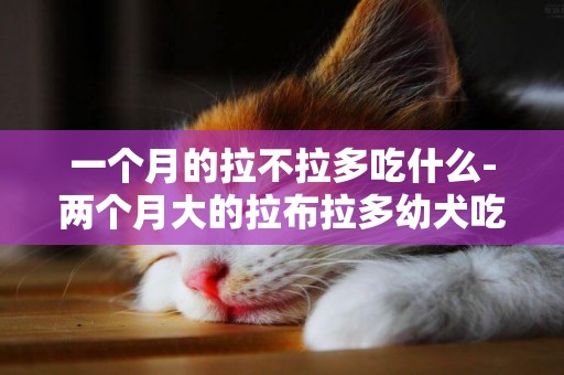 一個月的拉不拉多吃什么-兩個月大的拉布拉多幼犬吃什么好