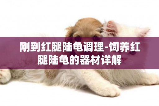 剛到紅腿陸龜調理-飼養紅腿陸龜的器材詳解