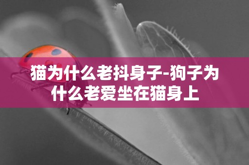 貓為什么老抖身子-狗子為什么老愛坐在貓身上