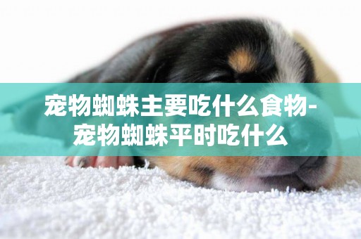 寵物蜘蛛主要吃什么食物-寵物蜘蛛平時吃什么