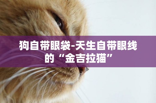 狗自帶眼袋-天生自帶眼線的“金吉拉貓”