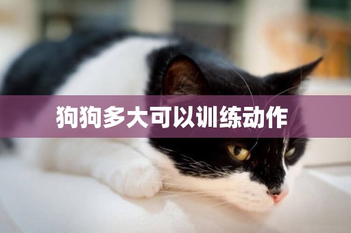 狗狗多大可以訓練動作 
