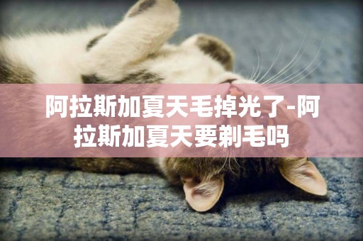 阿拉斯加夏天毛掉光了-阿拉斯加夏天要剃毛嗎