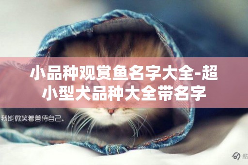 小品種觀賞魚名字大全-超小型犬品種大全帶名字