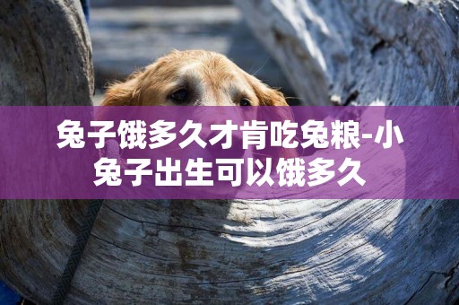 兔子餓多久才肯吃兔糧-小兔子出生可以餓多久