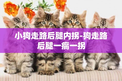小狗走路后腿內拐-狗走路后腿一瘸一拐