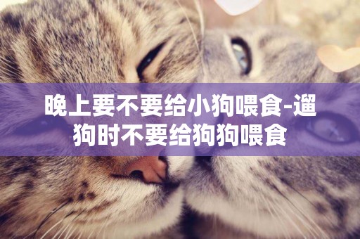 晚上要不要給小狗喂食-遛狗時不要給狗狗喂食