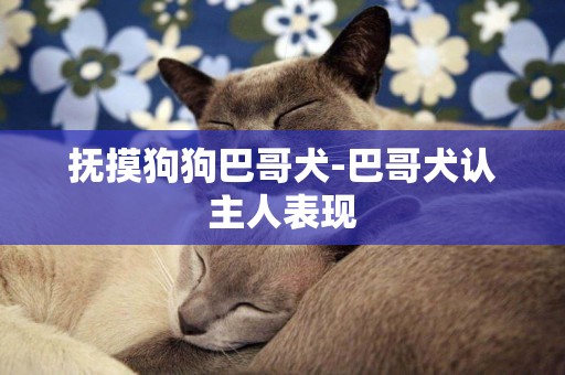 撫摸狗狗巴哥犬-巴哥犬認主人表現