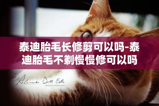 泰迪胎毛長修剪可以嗎-泰迪胎毛不剃慢慢修可以嗎