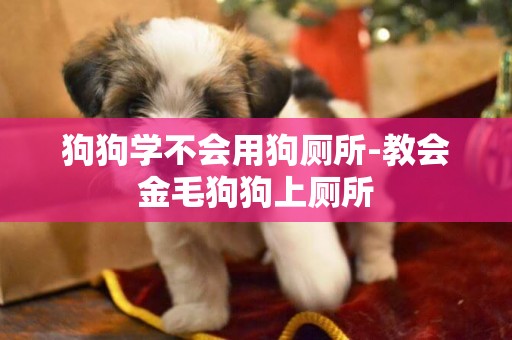 狗狗學不會用狗廁所-教會金毛狗狗上廁所