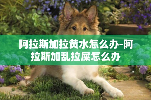 阿拉斯加拉黃水怎么辦-阿拉斯加亂拉屎怎么辦