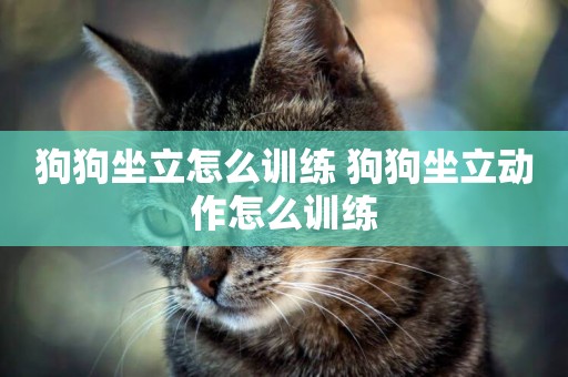 狗狗坐立怎么訓練 狗狗坐立動作怎么訓練