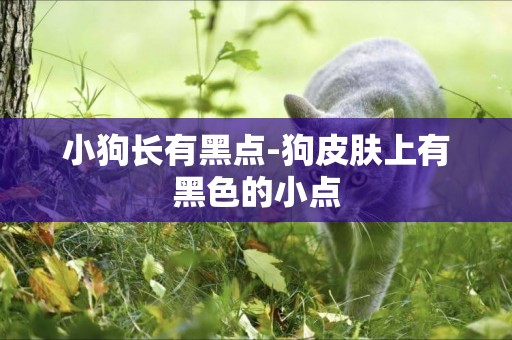 小狗長有黑點-狗皮膚上有黑色的小點