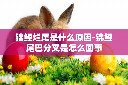 錦鯉爛尾是什么原因-錦鯉尾巴分叉是怎么回事
