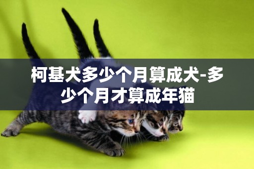 柯基犬多少個月算成犬-多少個月才算成年貓