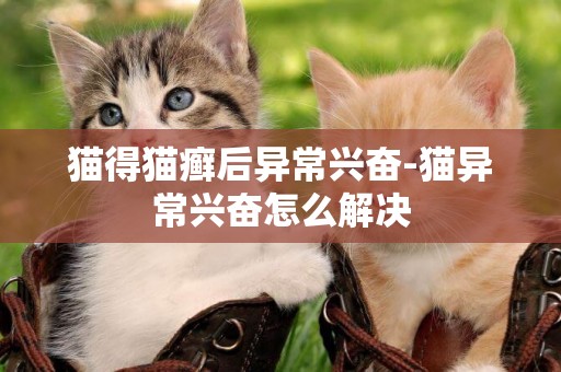 貓得貓癬后異常興奮-貓異常興奮怎么解決