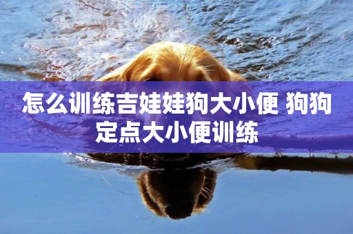 怎么訓練吉娃娃狗大小便 狗狗定點大小便訓練