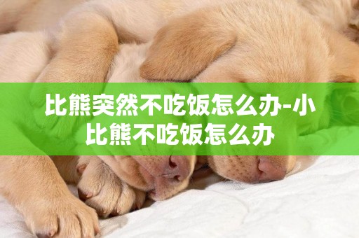 比熊突然不吃飯怎么辦-小比熊不吃飯怎么辦