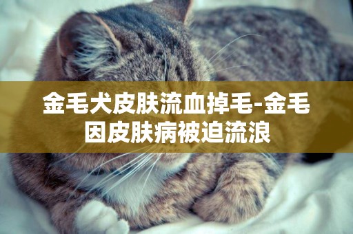 金毛犬皮膚流血掉毛-金毛因皮膚病被迫流浪