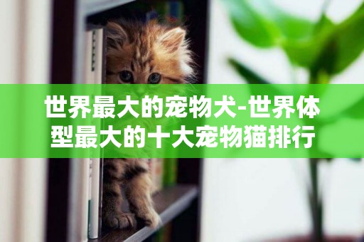 世界最大的寵物犬-世界體型最大的十大寵物貓排行
