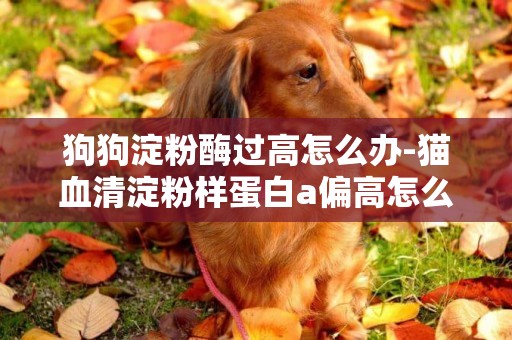 狗狗淀粉酶過高怎么辦-貓血清淀粉樣蛋白a偏高怎么辦