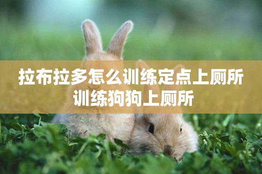 拉布拉多怎么訓練定點上廁所 訓練狗狗上廁所