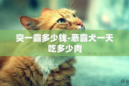 突一霸多少錢-惡霸犬一天吃多少肉