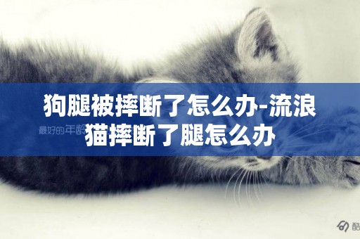 狗腿被摔斷了怎么辦-流浪貓摔斷了腿怎么辦