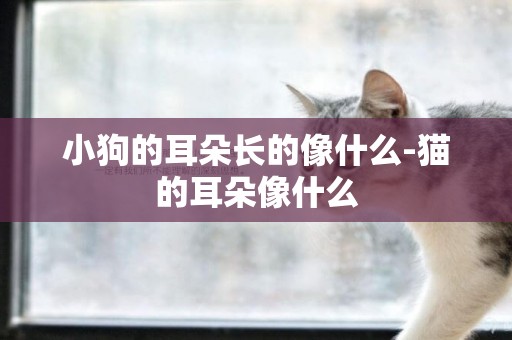 小狗的耳朵長的像什么-貓的耳朵像什么
