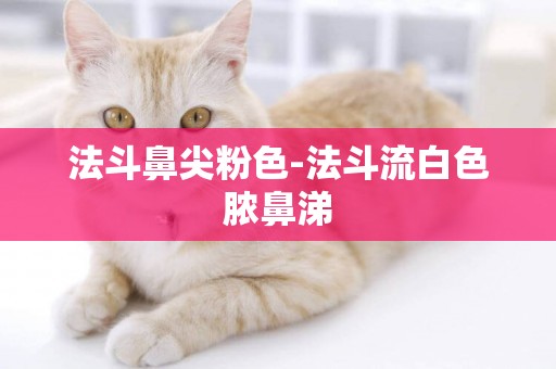 法斗鼻尖粉色-法斗流白色膿鼻涕