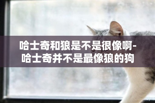 哈士奇和狼是不是很像啊-哈士奇并不是最像狼的狗