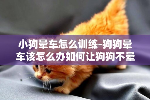 小狗暈車怎么訓練-狗狗暈車該怎么辦如何讓狗狗不暈車
