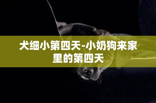 犬細小第四天-小奶狗來家里的第四天