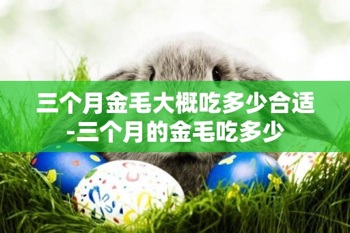 三個月金毛大概吃多少合適-三個月的金毛吃多少